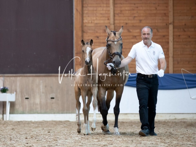 ZfdP Bundesschau Sonntag 23