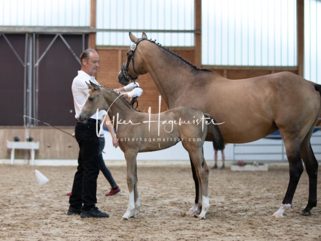 ZfdP Bundesschau Sonntag 24