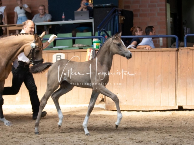 ZfdP Bundesschau Sonntag 25