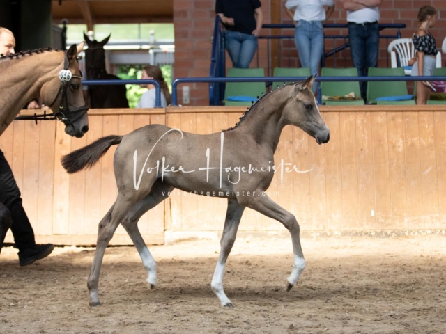 ZfdP Bundesschau Sonntag 26