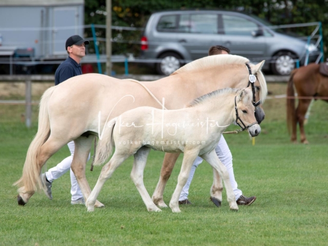 PSB Fohlenchampionat 11