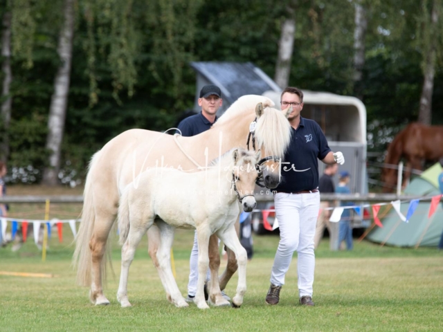 PSB Fohlenchampionat 12