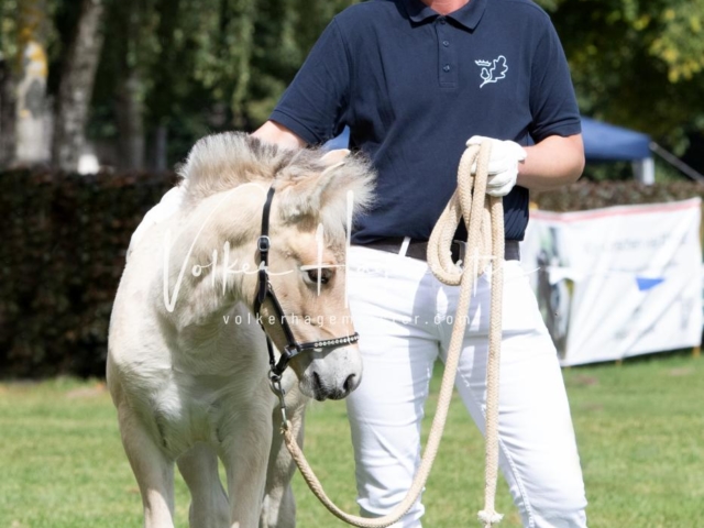 PSB Fohlenchampionat 13