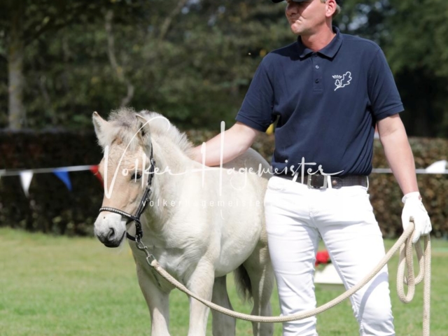 PSB Fohlenchampionat 14