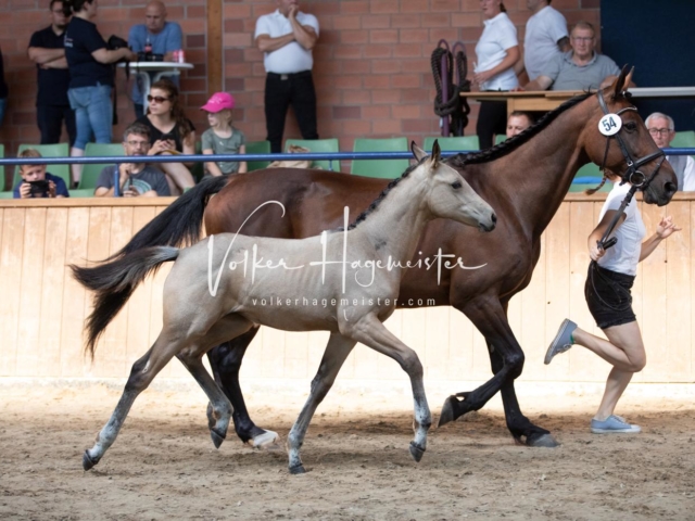 ZfdP Bundesschau Sonntag 27
