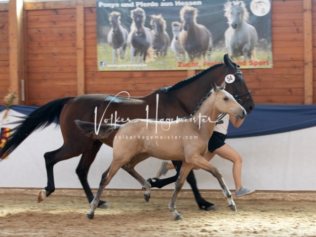 ZfdP Bundesschau Sonntag 28