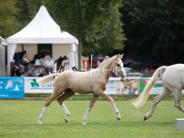 PSB Fohlenchampionat 15