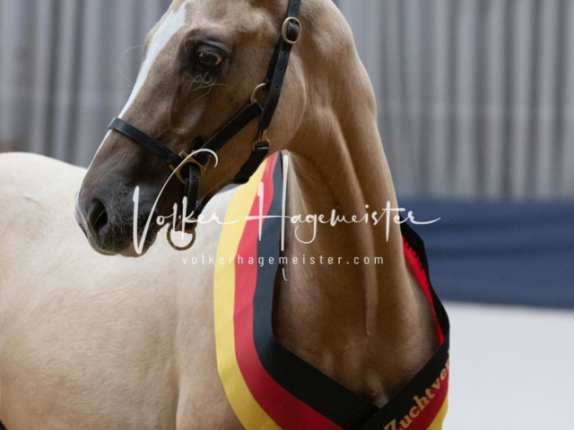 ZfdP Bundesschau Sonntag 29