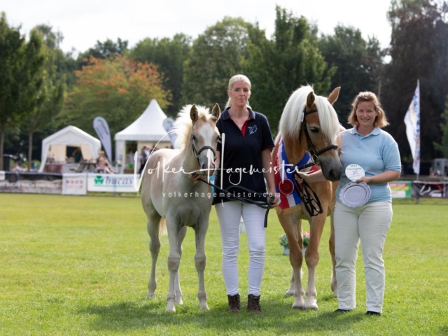 PSB Fohlenchampionat 18