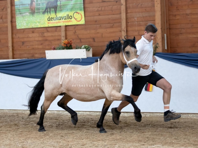 ZfdP Bundesschau Samstag 11