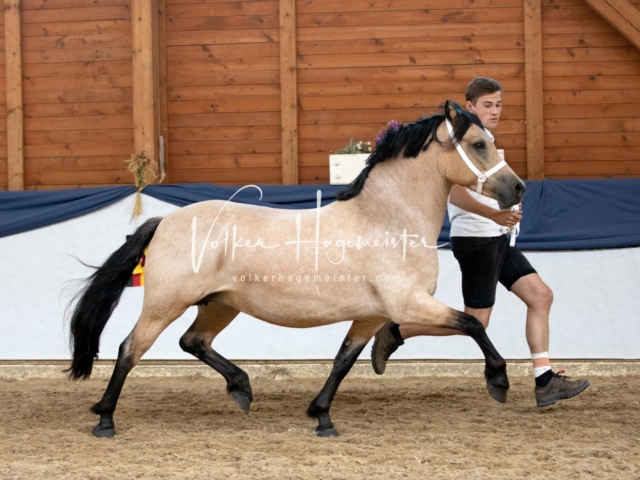 ZfdP Bundesschau Samstag 12