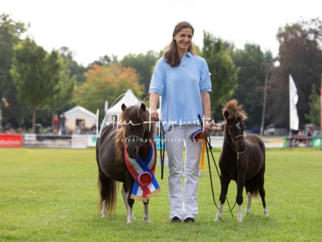 PSB Fohlenchampionat 19