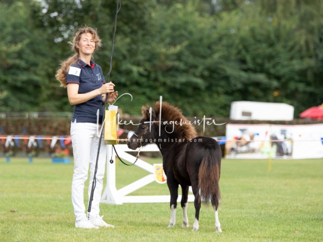 PSB Fohlenchampionat 20