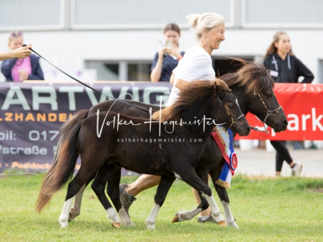 PSB Fohlenchampionat 21