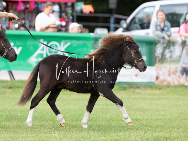 PSB Fohlenchampionat 23