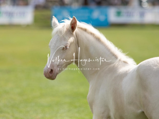 PSB Fohlenchampionat 26