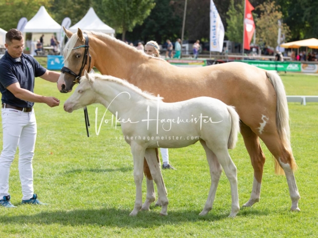 PSB Fohlenchampionat 27