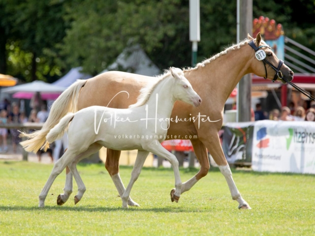 PSB Fohlenchampionat 28