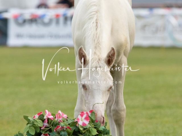 PSB Fohlenchampionat 29