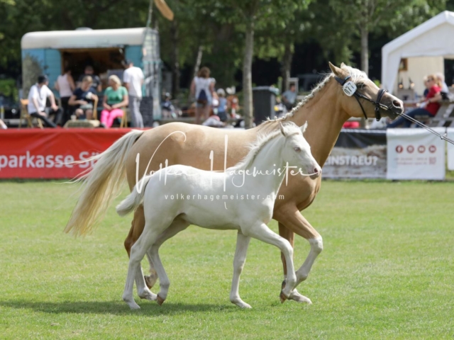 PSB Fohlenchampionat 30