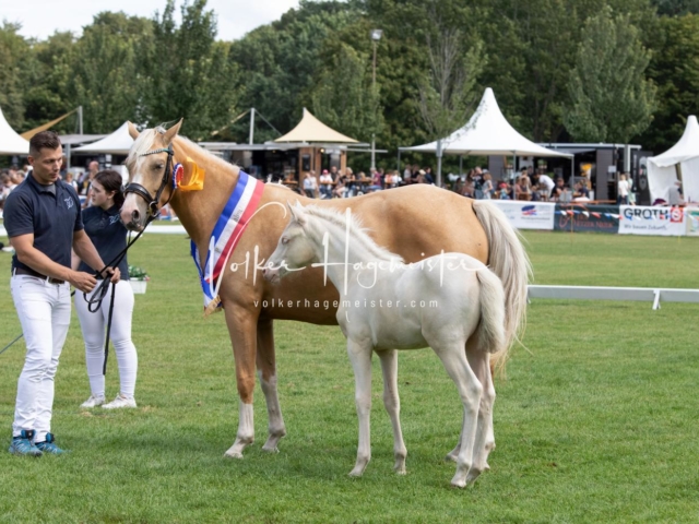PSB Fohlenchampionat 1