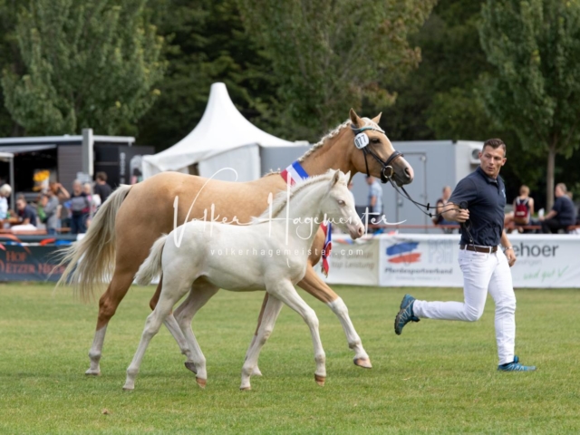 PSB Fohlenchampionat 24