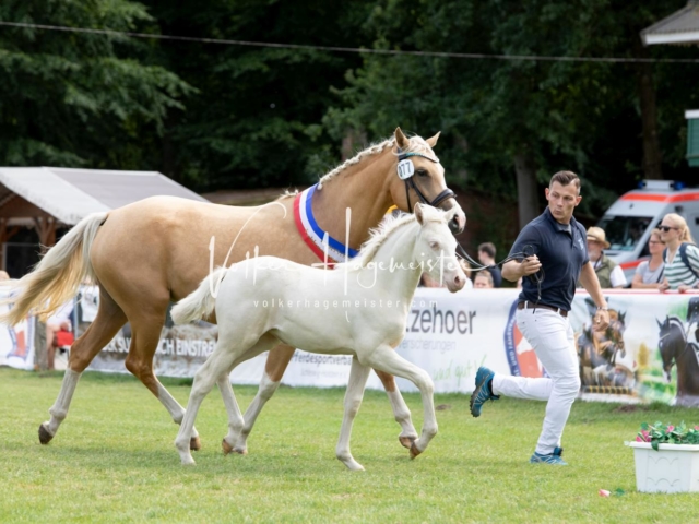 PSB Fohlenchampionat 25