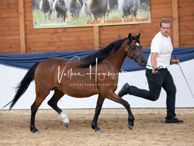 ZfdP Bundesschau Samstag 16