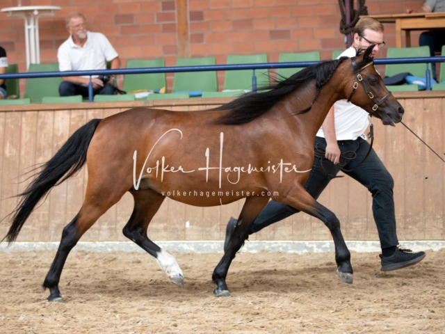 ZfdP Bundesschau Samstag 17