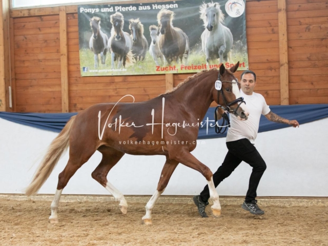 ZfdP Bundesschau Sonntag 2