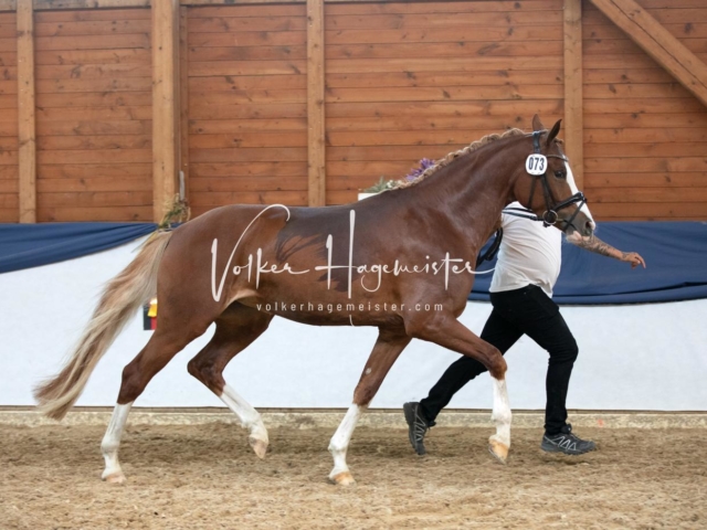 ZfdP Bundesschau Sonntag 3