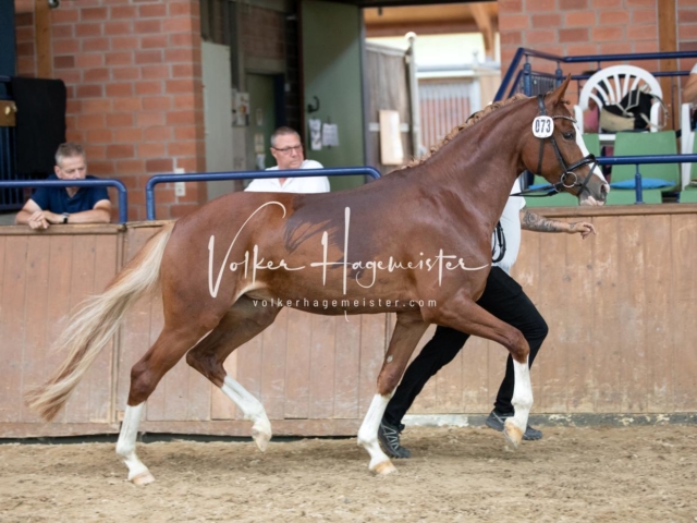 ZfdP Bundesschau Sonntag 4