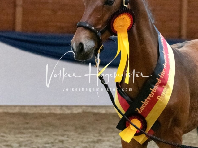 ZfdP Bundesschau Sonntag 6