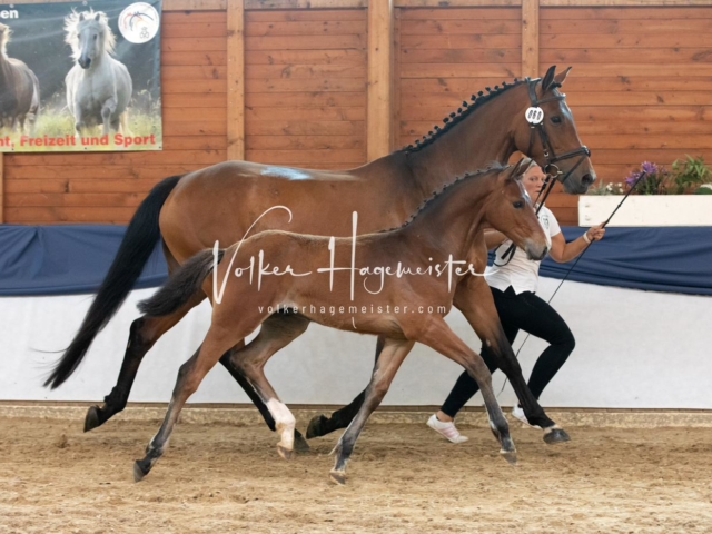 ZfdP Bundesschau Sonntag 7