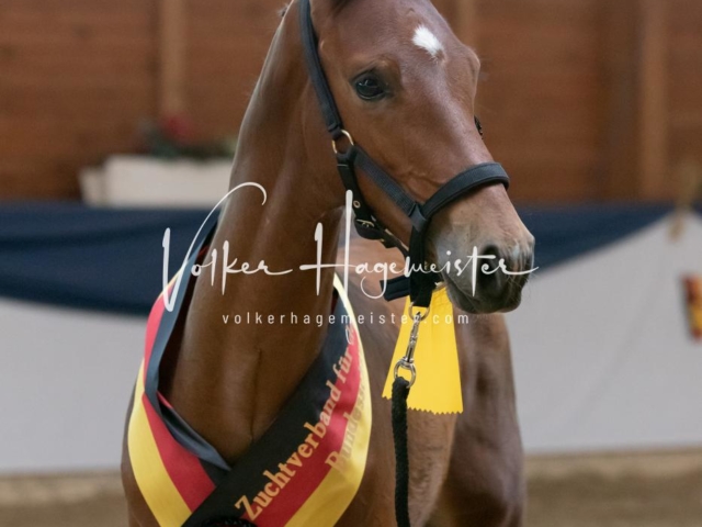 ZfdP Bundesschau Sonntag 8