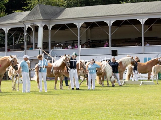 PSB Fohlenchampionat 7