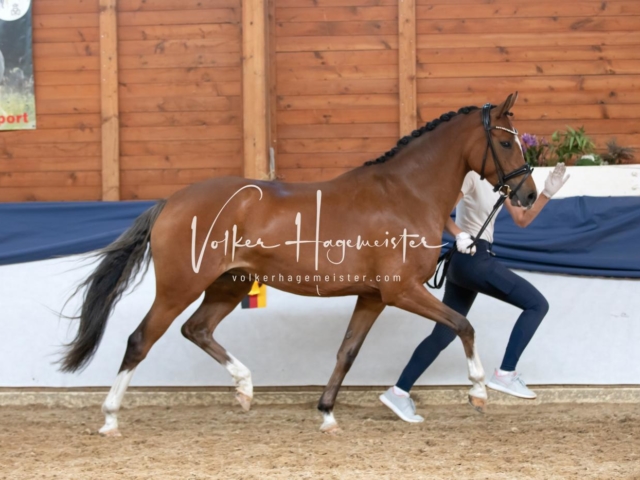 ZfdP Bundesschau Sonntag 13