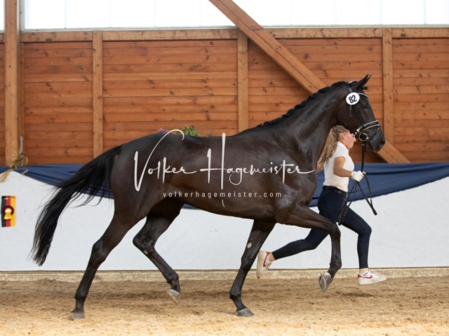 ZfdP Bundesschau Sonntag 14