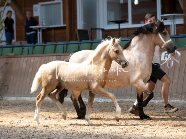ZfdP Bundesschau Samstag 5
