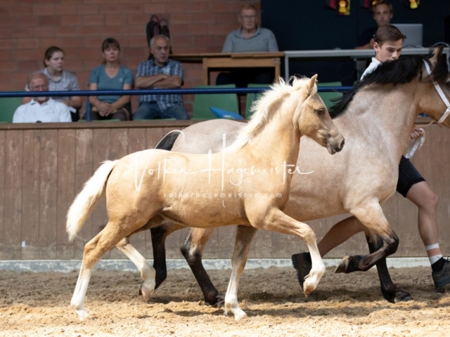 ZfdP Bundesschau Samstag 6