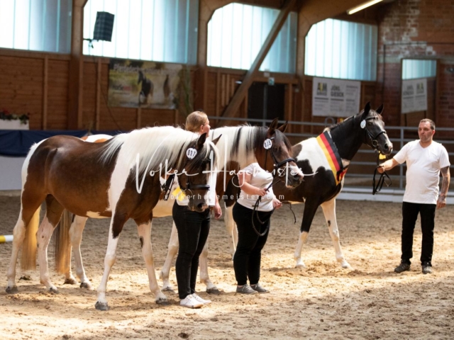 ZfdP Bundesschau Samstag 29