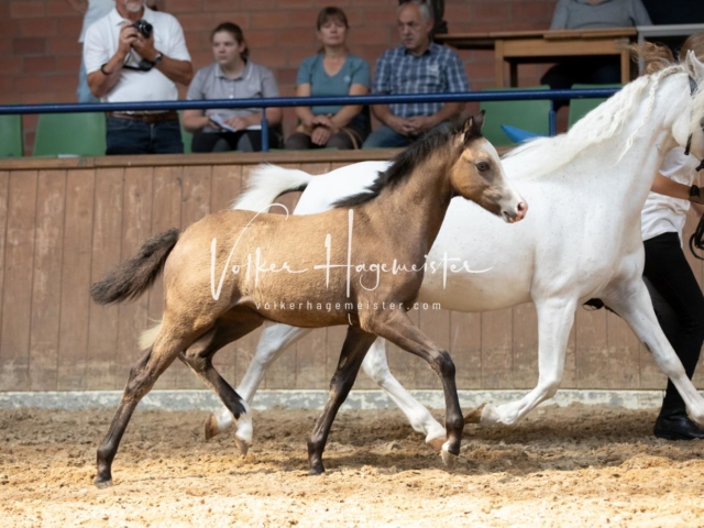 ZfdP Bundesschau Samstag 3