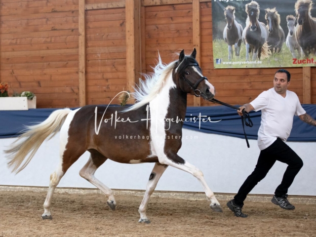 ZfdP Bundesschau Samstag 7