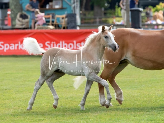 PSB Fohlenchampionat 23