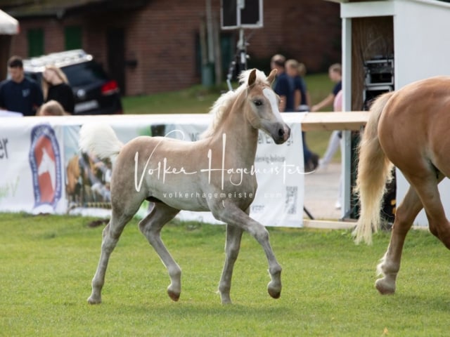 PSB Fohlenchampionat 24