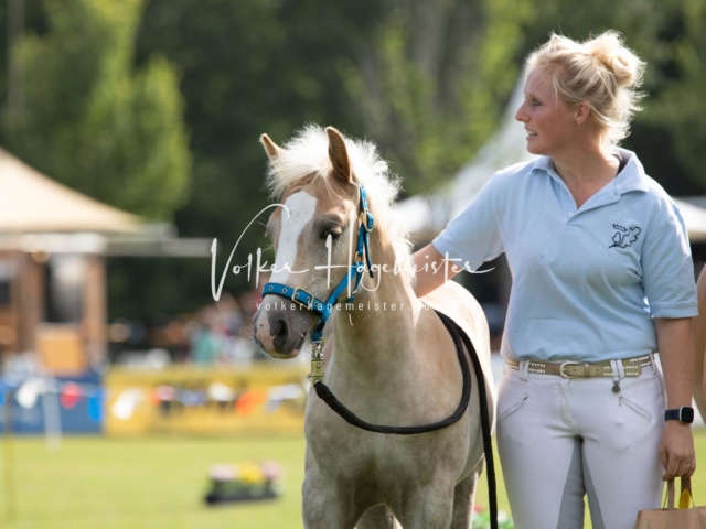 PSB Fohlenchampionat 25