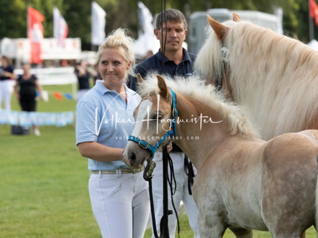 PSB Fohlenchampionat 26