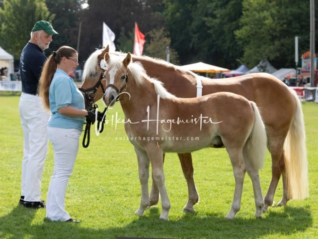 PSB Fohlenchampionat 27