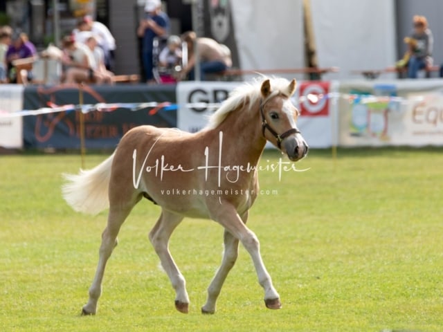 PSB Fohlenchampionat 28