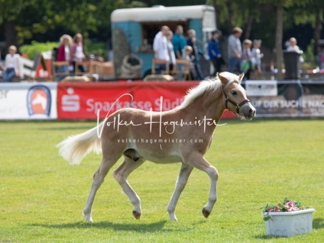 PSB Fohlenchampionat 29